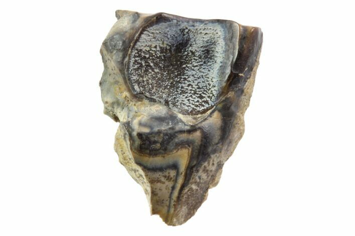 Triceratops Shed Tooth - Montana #98313